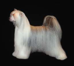 Chinese crested powderpuff standing in front of a black background Chinese crested powderpuff standing in front of a black background