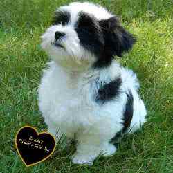 How to Choose a Breed