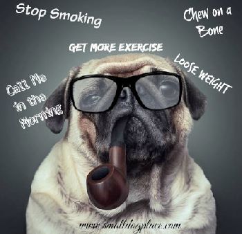 A Pug dog that should see a veterinarian.