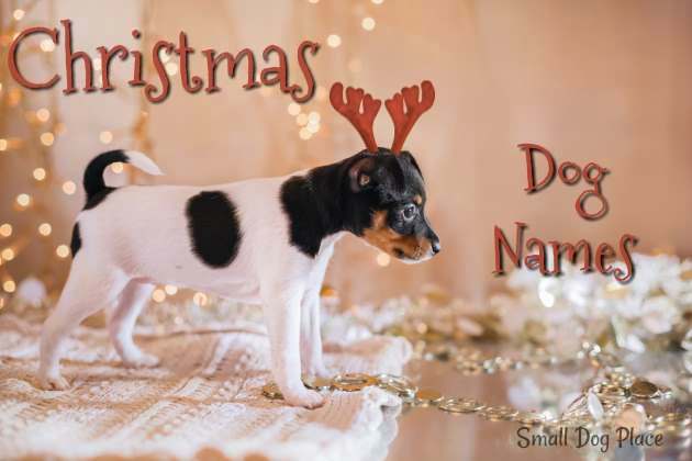 Christmas Dog Names:  A Christmas scene with a small dog wearing reindeer antlers.