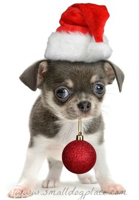 Christmas Puppy Names - Small Dog Place