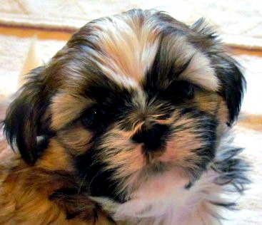 A shih tzu puppy looking at the camera A shih tzu puppy looking at the camera