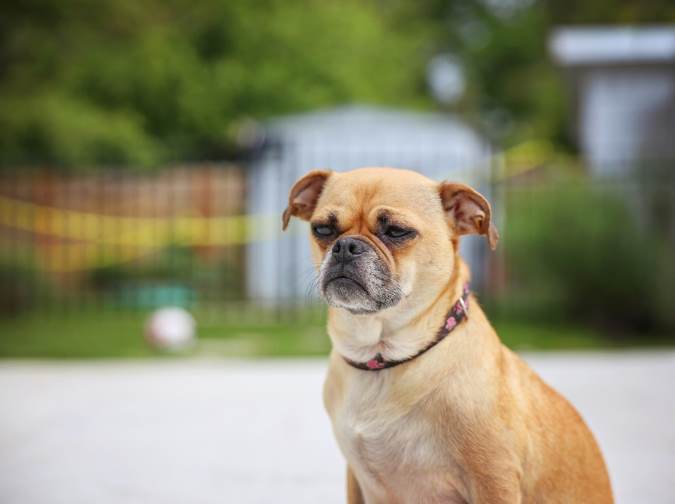 Chug: Chihuahua and Pug