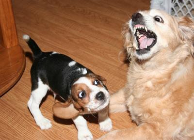 A cockerspaniel mix showing a young beagle puppy how to behave. A cockerspaniel mix showing a young beagle puppy how to behave.