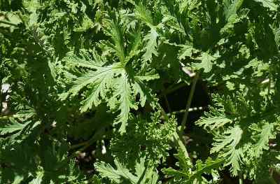 Citronella Oil Citronella Oil