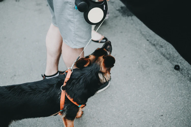 A dog is being taught to walk on a leash