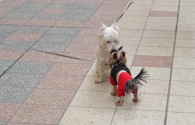 Two dogs meeting in a city