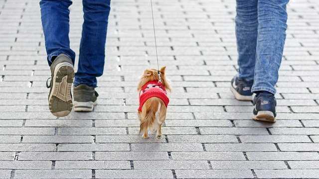 Two adults are walking a small dog on cobblestone.