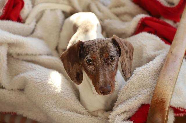 A dog is wrapped up in a blanket and looks bored