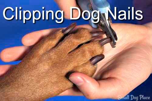 Clipping Dog Nails