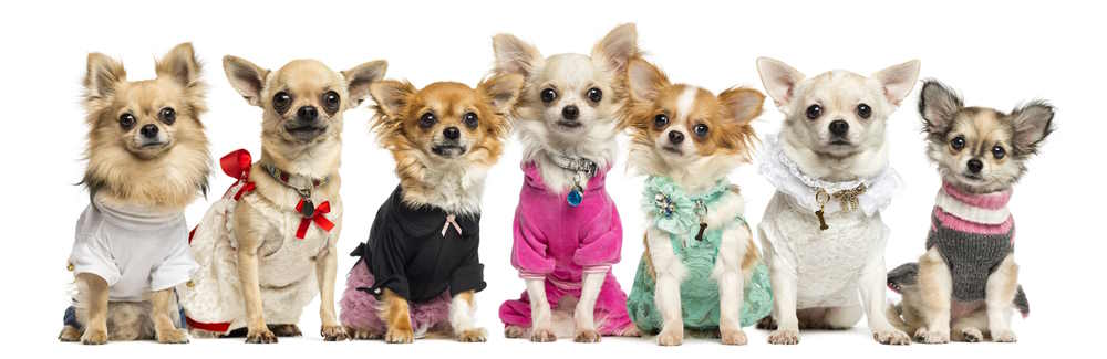 A group of small chihuahua dogs are dressed and looking at the camera