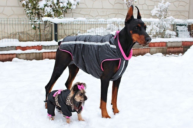 Clothing for Dogs: Doberman and Yorkshire Terrier