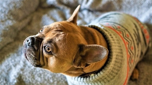 Clothing for Dogs: Sweaters