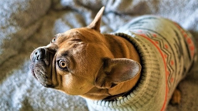 Clothing for Dogs:  Sweaters