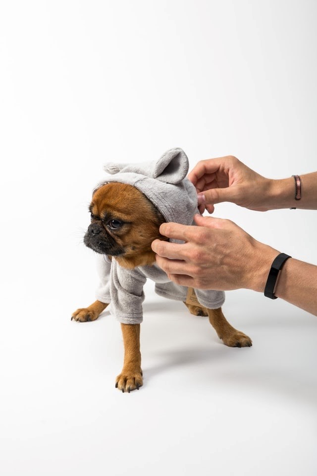 Clothing for Dogs:  Myths and Facts