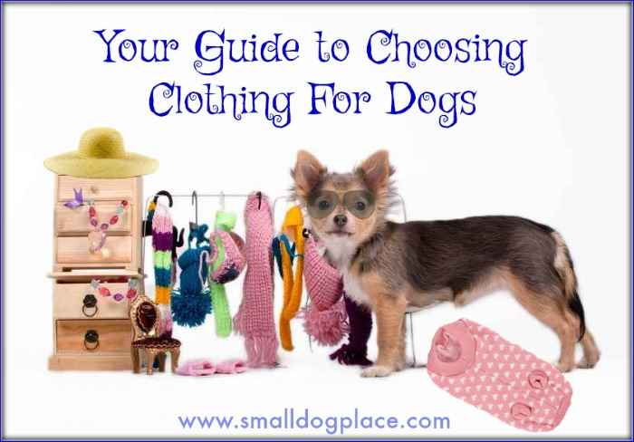 A small chihuahua is standing in front of a rack of tiny clothes