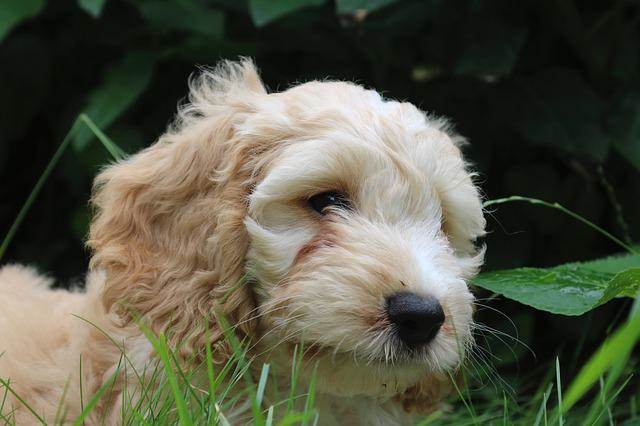 Cockapoo Cockapoo