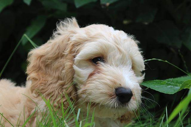 Cockapoo:  Cocker Spaniel and Toy Poodle resting in the grass