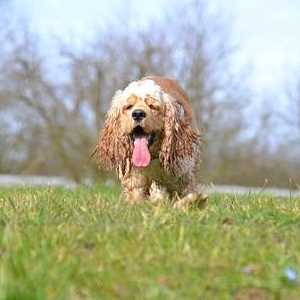 American Cocker Spaniel standing in the grass