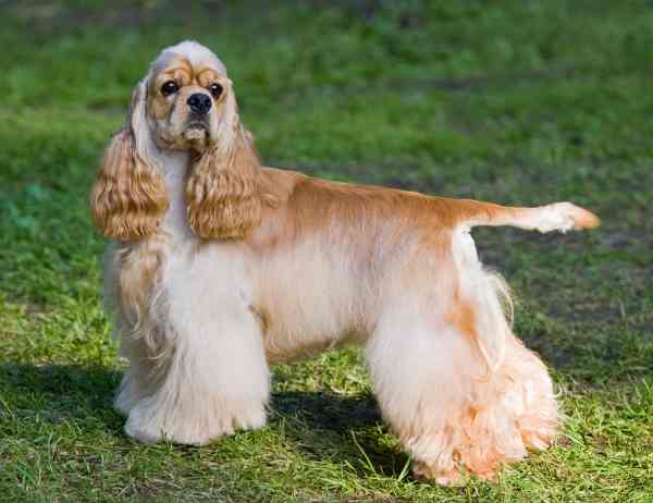 adult english cocker spaniel