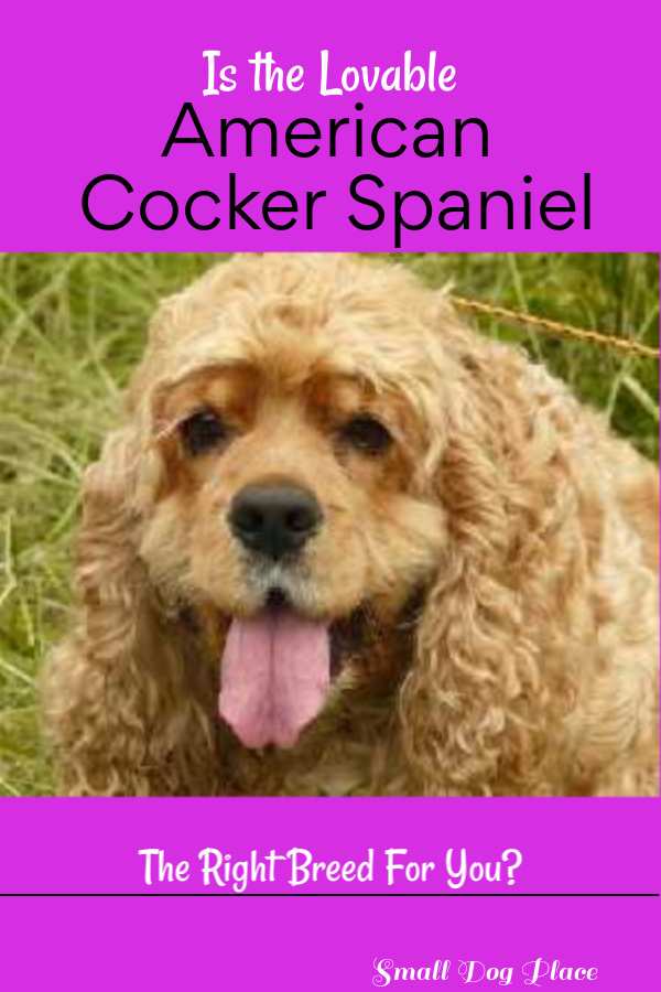 Cocker Spaniel: Will This Breed Be Your New Best Friend? Cocker Spaniel: Will This Breed Be Your New Best Friend?
