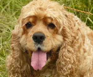Cocker Spaniel:  Number 29 in Popularity