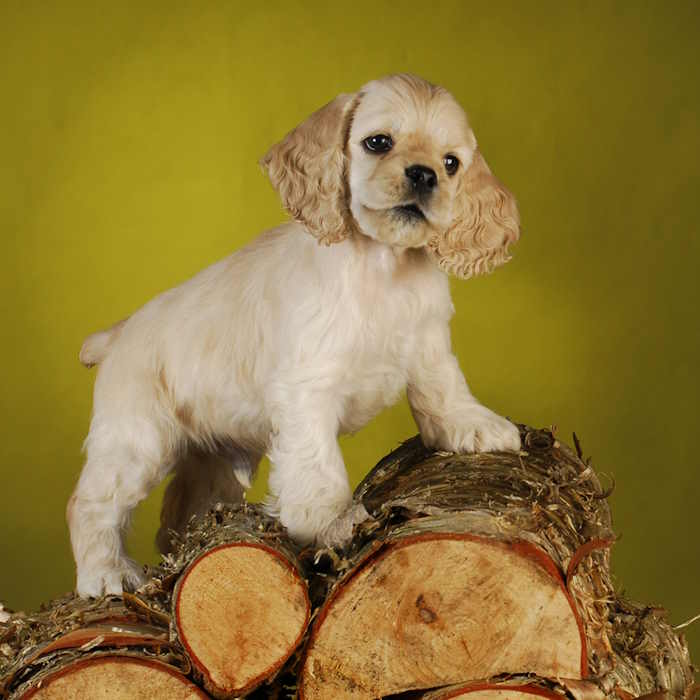 A cocker spaniel puppy climbing on a wood pile