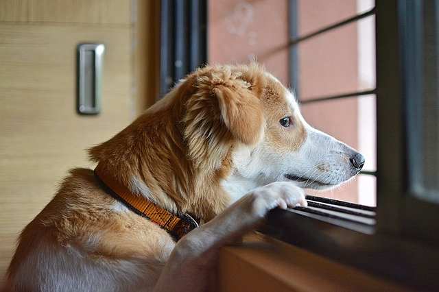 A dog is looking out of a window