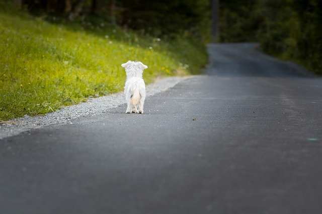 A small white dog is walking along a road