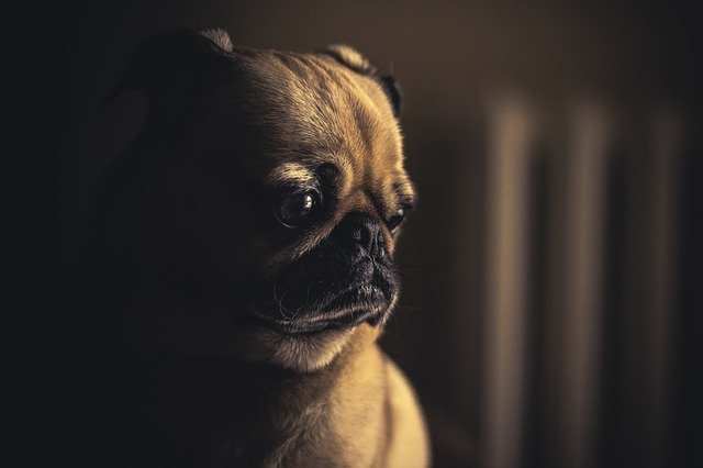 Sad pug