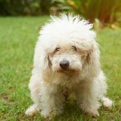 Constipation in Puppies