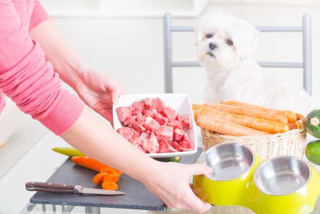Cooking for Your Dog: Owning a Hot Pot Can Earn You Two Paws Up!