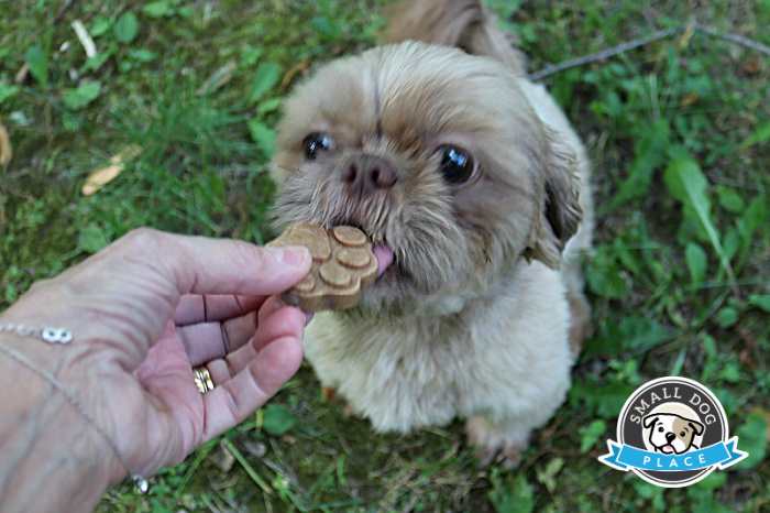 A young Shih Tzu is trying out a Pupsicle