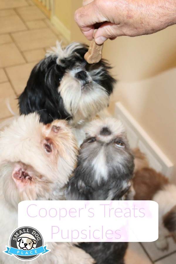 Cooper's Treats Pupsicle Review A pack of Shih Tzu dogs is trying to reach the pupsicle