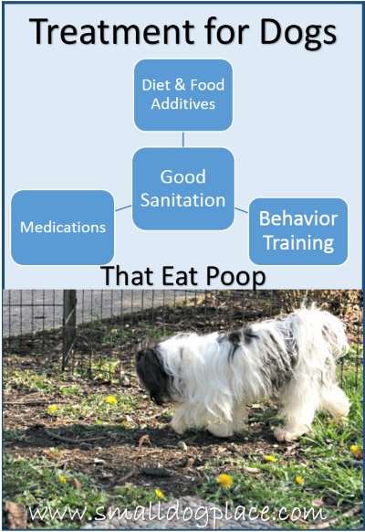 stop dog from eating poop home remedy