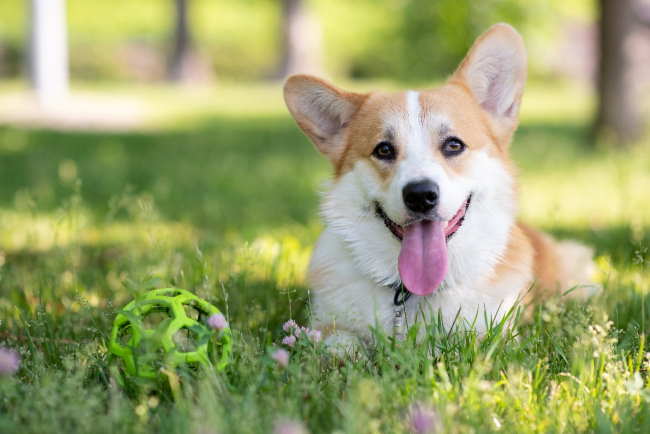A Welsh corgi is resting in the grass