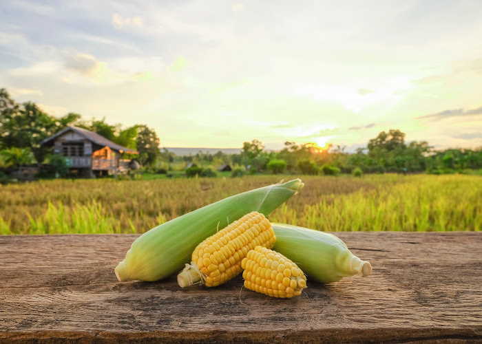Yellow corn on the cob arranged on a wooden table