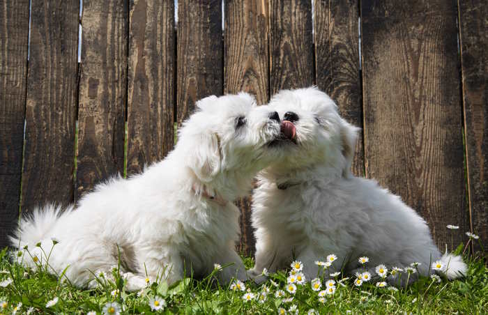 Two Coton de Tulear puppies are playing on a grassy yard
