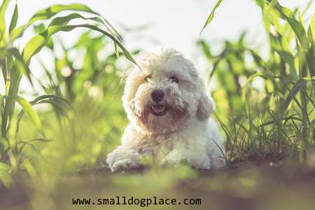 Coton de Tulear