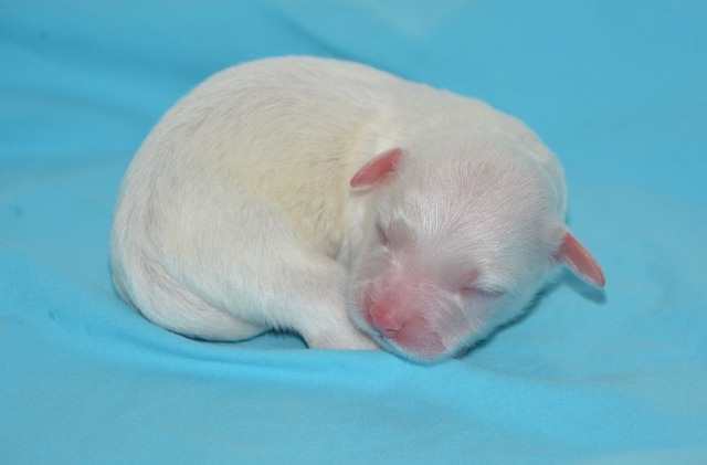 This is a Coton de Tulear neonate who will sleep most of the day and night.