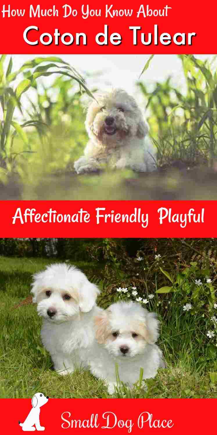 The Coton de Tulear Dog Breed Profile The Coton de Tulear Dog Breed Profile