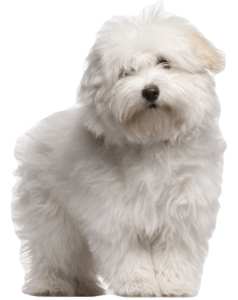 Coton, the Royal Dog of Madagascar