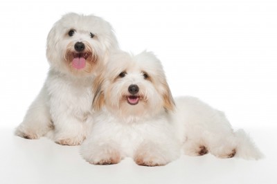 Coton de Tulear Adults