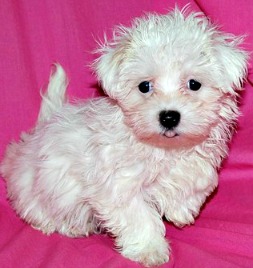 Coton de Tulear