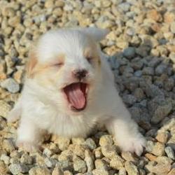 Coughing in Puppies