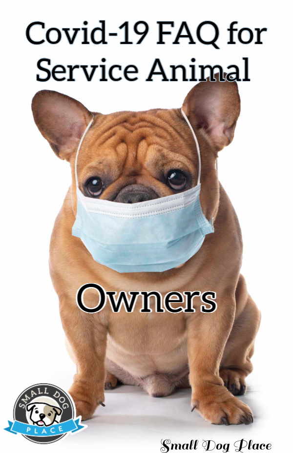 Pinnable image of a French bulldog wearing a surgical mask