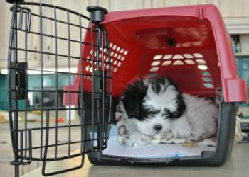 A small puppy is being crate trained