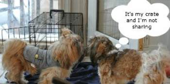 Each dog in the household prefers his own crate. Each dog in the household prefers his own crate.
