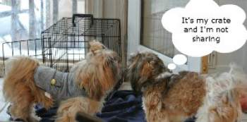 Each dog in the household prefers his own crate.