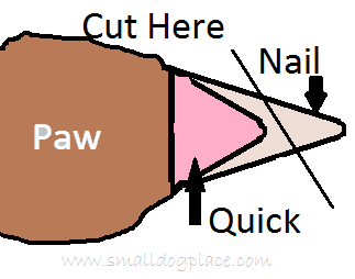 should you cut puppies nails